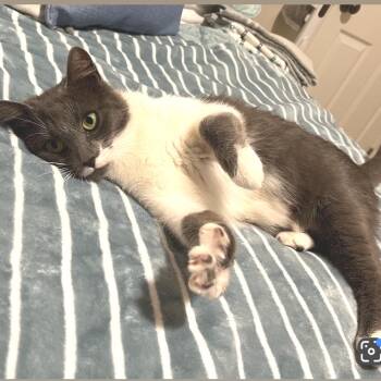 Marina -  Domestic Short Hair Cat for Adoption in Peachtree City, Georgia - Marina | PetCurious