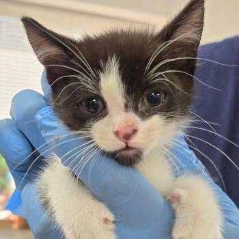 Fresier -  Domestic Short Hair Cat for Adoption in Newark, New Jersey - Fresier | PetCurious