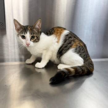 Winnie -  Domestic Short Hair Cat for Adoption in Sarasota, Florida - Winnie | PetCurious
