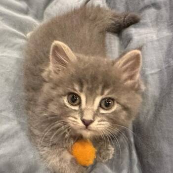 Faye -  Domestic Long Hair Cat for Adoption in Phoenix, Arizona - Faye | PetCurious
