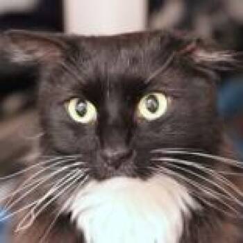 Domestic Medium Hair Cats Available for Adoption in Hilliard, Ohio - Loki | PetCurious