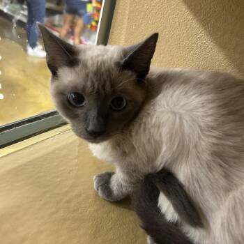 Puallina -  Domestic Short Hair and Siamese Cat for Adoption in Hemet, California - Puallina | PetCurious