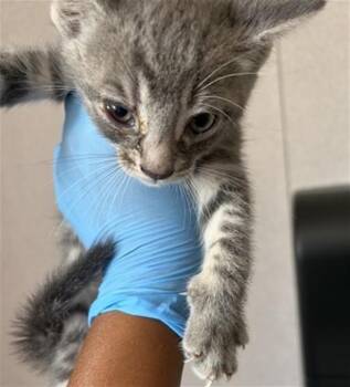 Domestic Short Hair Cats Available for Adoption in San Bernardino, California - PHIL | PetCurious
