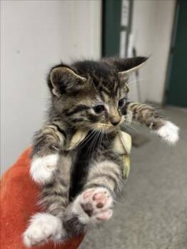 Rescue Domestic Short Hair Cats for Adoption in San Bernardino, California - BEN | PetCurious