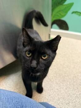 Rescue Domestic Short Hair Cats for Adoption in Harbor Springs, Michigan - Veronica | PetCurious