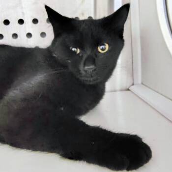 Skeleton -  Domestic Short Hair Cat for Adoption in Dearborn, Michigan - Skeleton | PetCurious