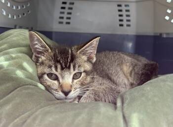 Mandy -  Tabby and Domestic Short Hair Cat for Adoption in Dublin, Ohio - Mandy | PetCurious