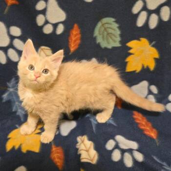 Domestic Medium Hair Cats Available for Adoption in Brownsboro, Alabama - Loosestrife | PetCurious