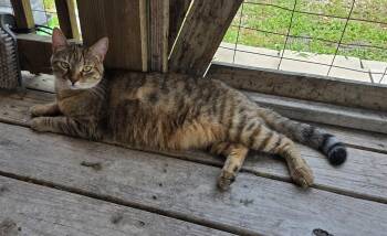 Scarlette -  Domestic Short Hair and Tabby Cat for Adoption in Attalla, Alabama - Scarlette | PetCurious