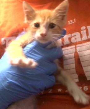 BUTTERS -  Domestic Short Hair Cat for Adoption in Tallahassee, Florida - BUTTERS | PetCurious