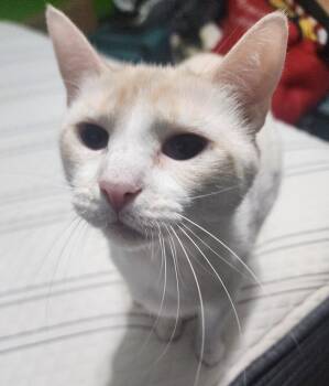 Domestic Short Hair Cats Available for Adoption in Mountain Home, Arkansas - Pigeon | PetCurious