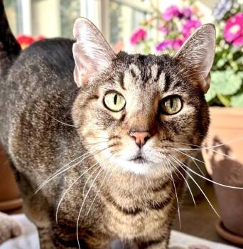 Elvis -  Tabby Cat for Adoption in Perry, Iowa - Elvis | PetCurious