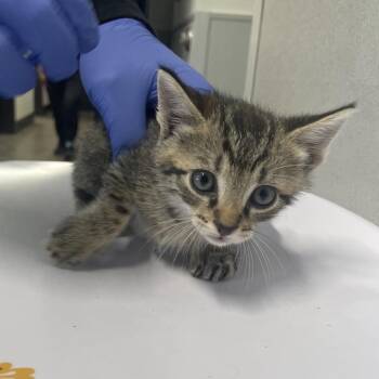 Garren -  Domestic Short Hair Cat for Adoption in Tampa, Florida - Garren | PetCurious
