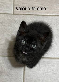 Valerie -  Domestic Short Hair Cat for Adoption - Valerie | PetCurious
