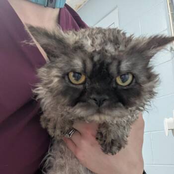 Selkirk Rex Cats Available for Adoption in Indianapolis, Indiana - Dude | PetCurious