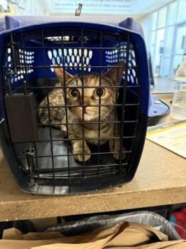 Pandora -  Domestic Short Hair Cat for Adoption in North Richland Hills, Texas - Pandora | PetCurious