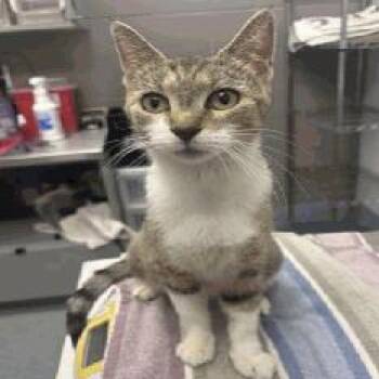 Violet -  Domestic Short Hair Cat for Adoption in Indianapolis, Indiana - Violet | PetCurious