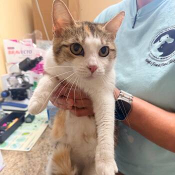 Callie -  Domestic Short Hair Cat for Adoption in Corinth, Mississippi - Callie | PetCurious