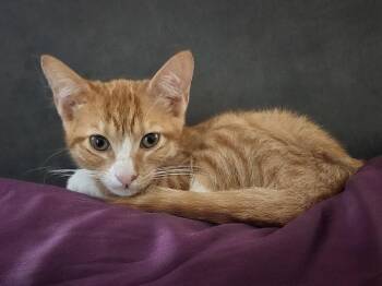 EMILY -  Domestic Short Hair Cat for Adoption in Broomfield, Colorado - EMILY | PetCurious