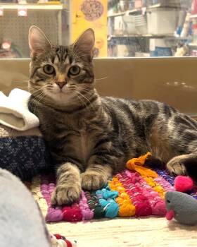 Eli -  Domestic Short Hair Cat for Adoption in Port Barrington, Illinois - Eli | PetCurious