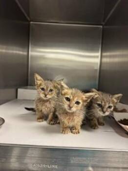 POOH -  Domestic Short Hair Cat for Adoption in Doral, Florida - POOH | PetCurious