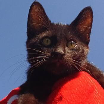 Arnold - adorable black kitten boy (NH-33985041) -  Domestic Short Hair Cat for Adoption in Houston, Texas - Arnold - Adorable Black Kitten Boy (NH-33985041) | PetCurious