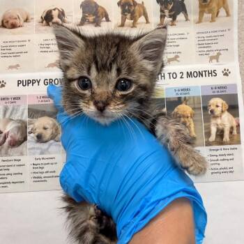 Turco -  Domestic Short Hair Cat for Adoption in San Antonio, Texas - Turco | PetCurious