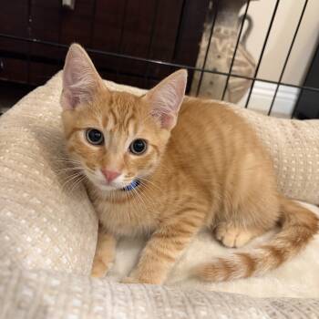 Vozinha -  Tabby Cat for Adoption in Poway, California - Vozinha | PetCurious