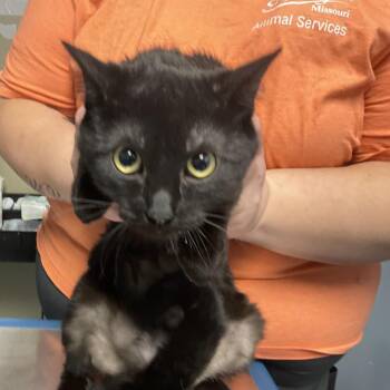 Domestic Short Hair Cats Available for Adoption - Banjo | PetCurious