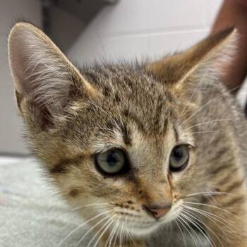 Sarabi -  Domestic Short Hair Cat for Adoption in Corpus Christi, Texas - Sarabi | PetCurious