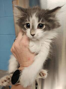 STRUDEL -  Domestic Medium Hair Cat for Adoption in Minneapolis, Minnesota - STRUDEL | PetCurious