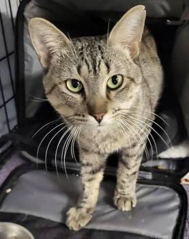 Domestic Short Hair Cats Available for Adoption in Maple Ridge, British Columbia - Pickle Jar | PetCurious