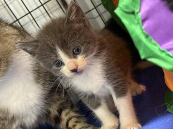 Safari (Available est 7/24/26) -  Domestic Short Hair Cat for Adoption in Williamsburg, Iowa - Safari (Available Est 7/24/26) | PetCurious