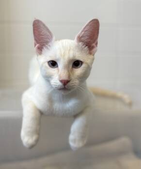 Rescue Siamese and Domestic Short Hair Cats for Adoption in Dallas, Texas - Sushi V | PetCurious