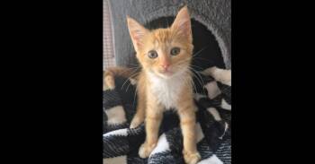 Buttercup -  Domestic Short Hair Cat for Adoption in Salisbury, North Carolina - Buttercup | PetCurious