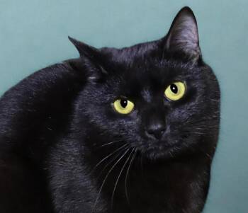 Domestic Short Hair Cats Available for Adoption in Euclid, Ohio - Smalls | PetCurious