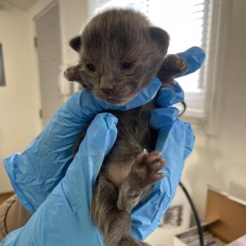 Domestic Short Hair Cats Available for Adoption - Anne [pink Collar] | PetCurious