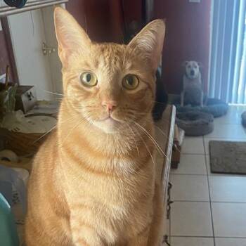 Domestic Short Hair Cats Available for Adoption in Boston, Massachusetts - Russell | PetCurious