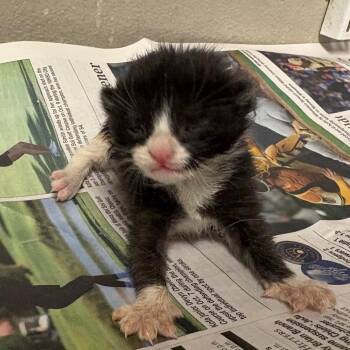 Domestic Short Hair Cats Available for Adoption in Yuma, Arizona - KIKI | PetCurious