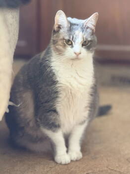 Rescue Domestic Short Hair and Dilute Calico Cats for Adoption in Attalla, Alabama - Maizie | PetCurious