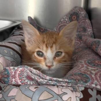 Pumpkin -  Domestic Short Hair Cat for Adoption in Springtown, Texas - Pumpkin | PetCurious