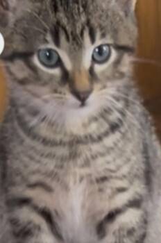 Rescue Domestic Short Hair Cats for Adoption in Port Washington, Wisconsin - Linnea | PetCurious