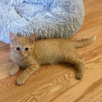 Lil Goose -  Domestic Short Hair Cat for Adoption in Fairfax Station, Virginia - Lil Goose | PetCurious