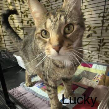 Lucky -  Domestic Short Hair Cat Available for Adoption in Cortland, New York - Lucky | PetCurious