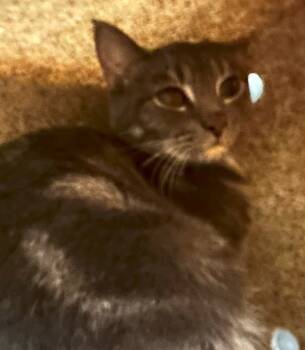 Rescue Domestic Medium Hair Cats for Adoption in Roanoke, Virginia - Gigi | PetCurious