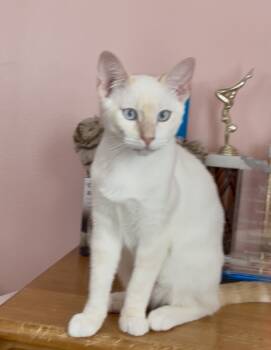 Rescue Siamese and Domestic Short Hair Cats for Adoption in Gardena, California - Ravi | PetCurious