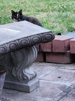 Domestic Short Hair Cats Available for Adoption - Rosie | PetCurious