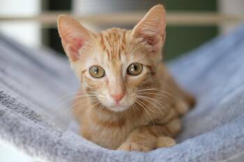 Vini -  Domestic Short Hair Cat for Adoption in Boca Raton, Florida - Vini | PetCurious