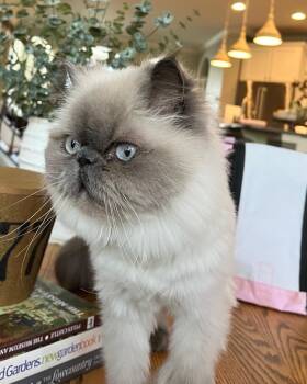 Persian Cats Available for Adoption in Reston, Virginia - Matilda Rose | PetCurious