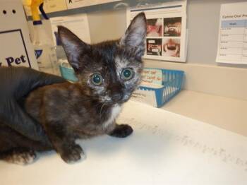Rescue Domestic Short Hair Cats for Adoption in San Jose, California - A1393529 | PetCurious